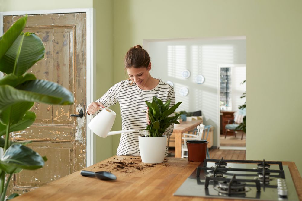 Self-watering Insert 13