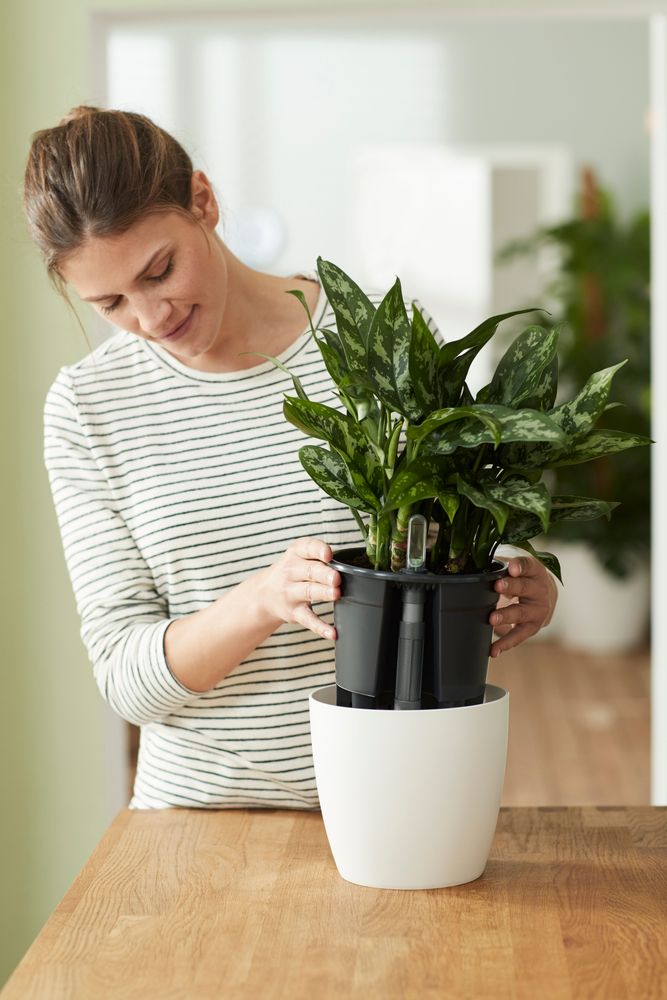 Self-watering Insert 13