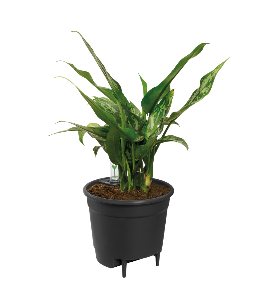 Self-watering Insert 15