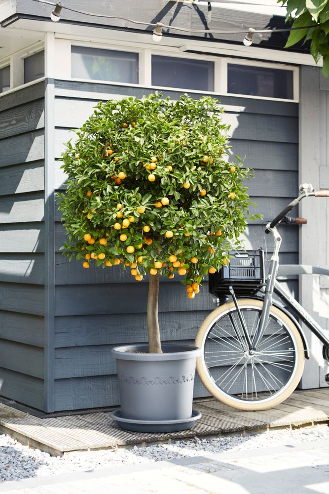 Universal Saucer Round 27