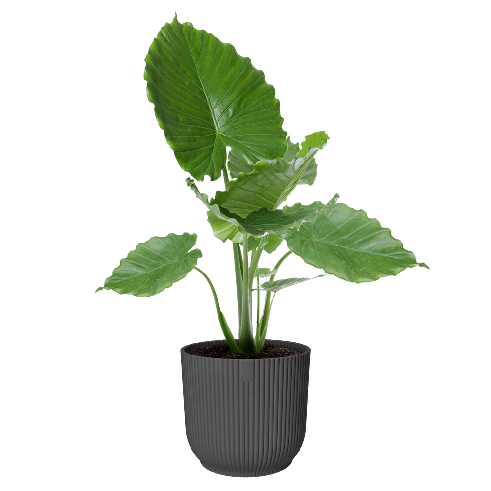 Vibes Fold Round 47