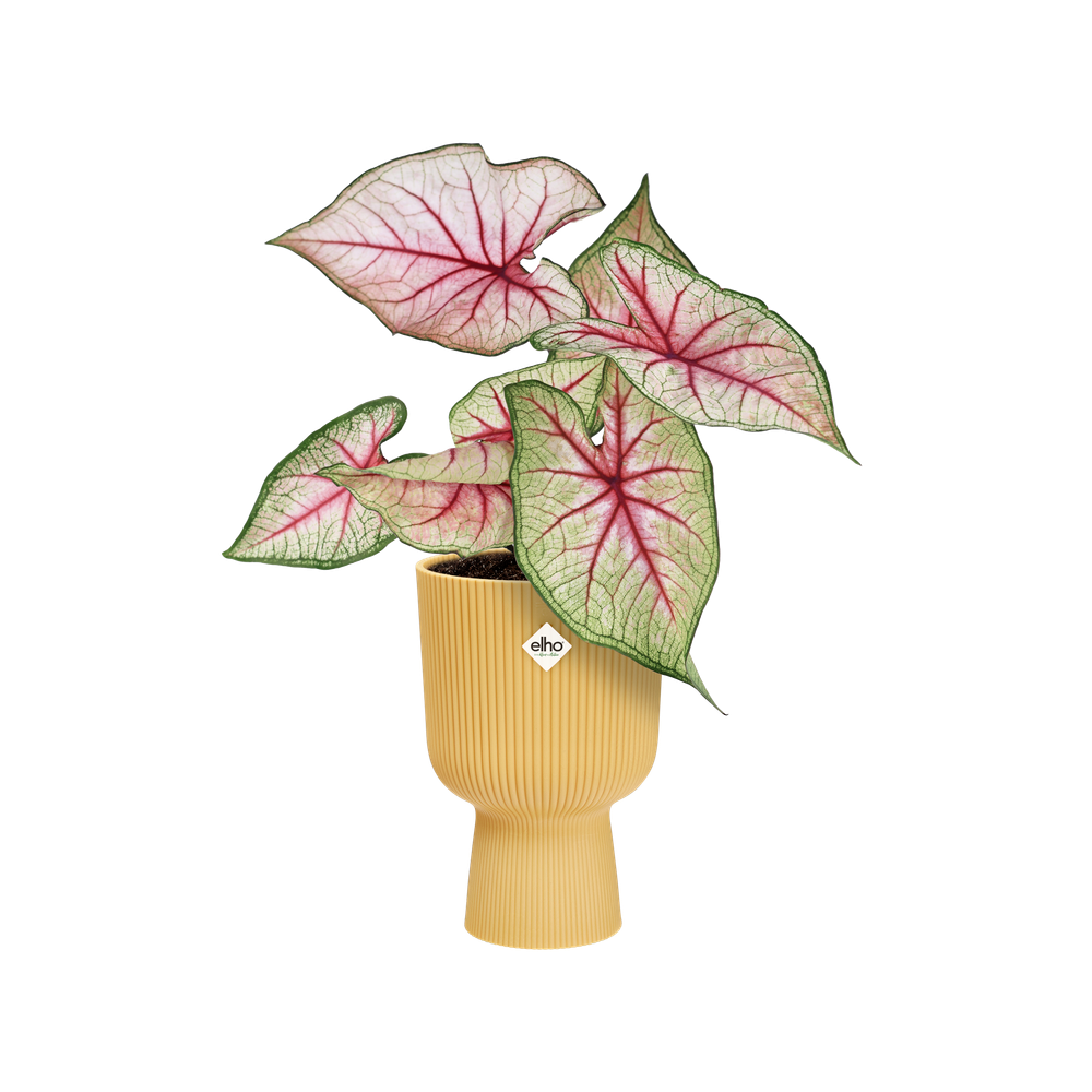 Vibes Fold Coupe 14