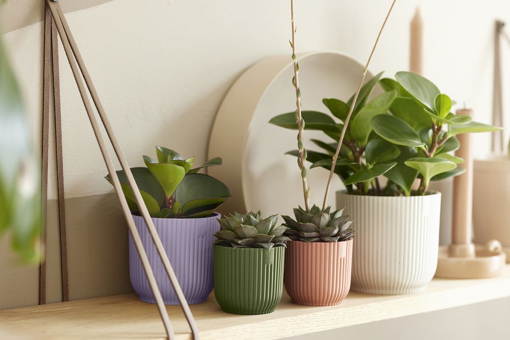 Vibes Fold Round Mini 11