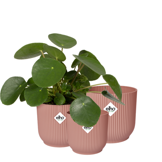 BNDL Vibes Fold Round 14,16,18