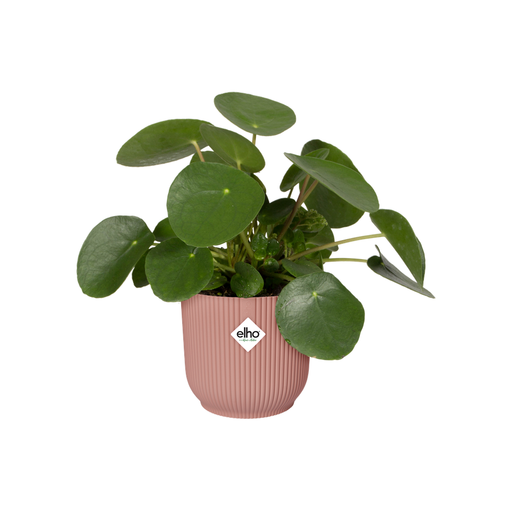 Vibes Fold Round Wheels 35