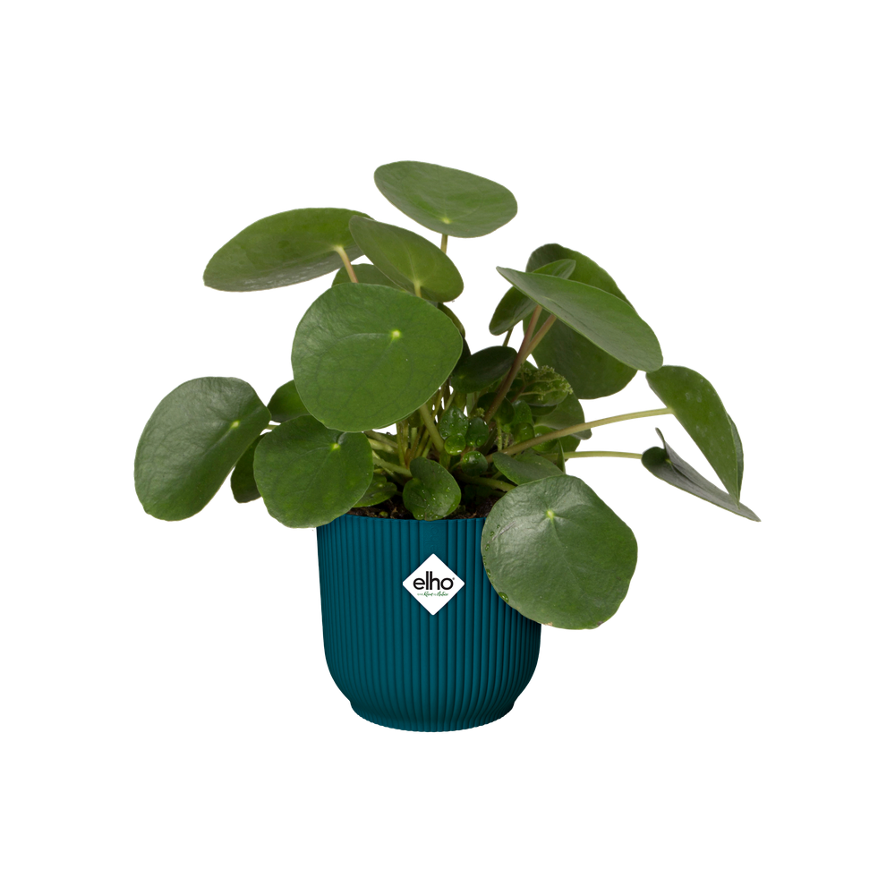 Vibes Fold Round Wheels 35