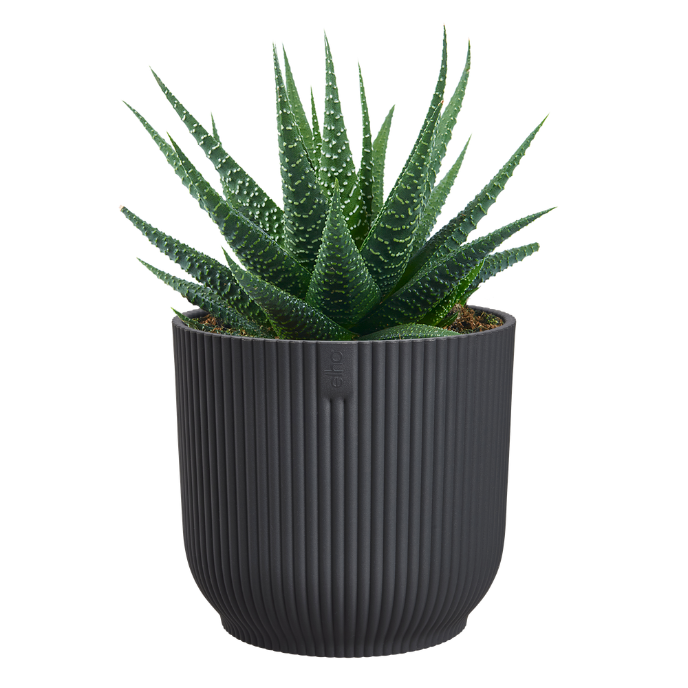 Vibes Fold Round Mini 7