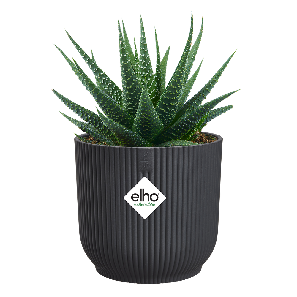 Vibes Fold Round Mini 7