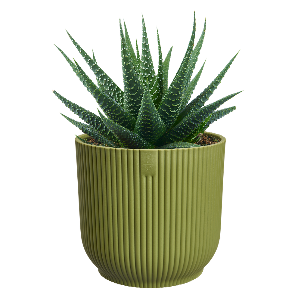 Vibes Fold Round Mini 11