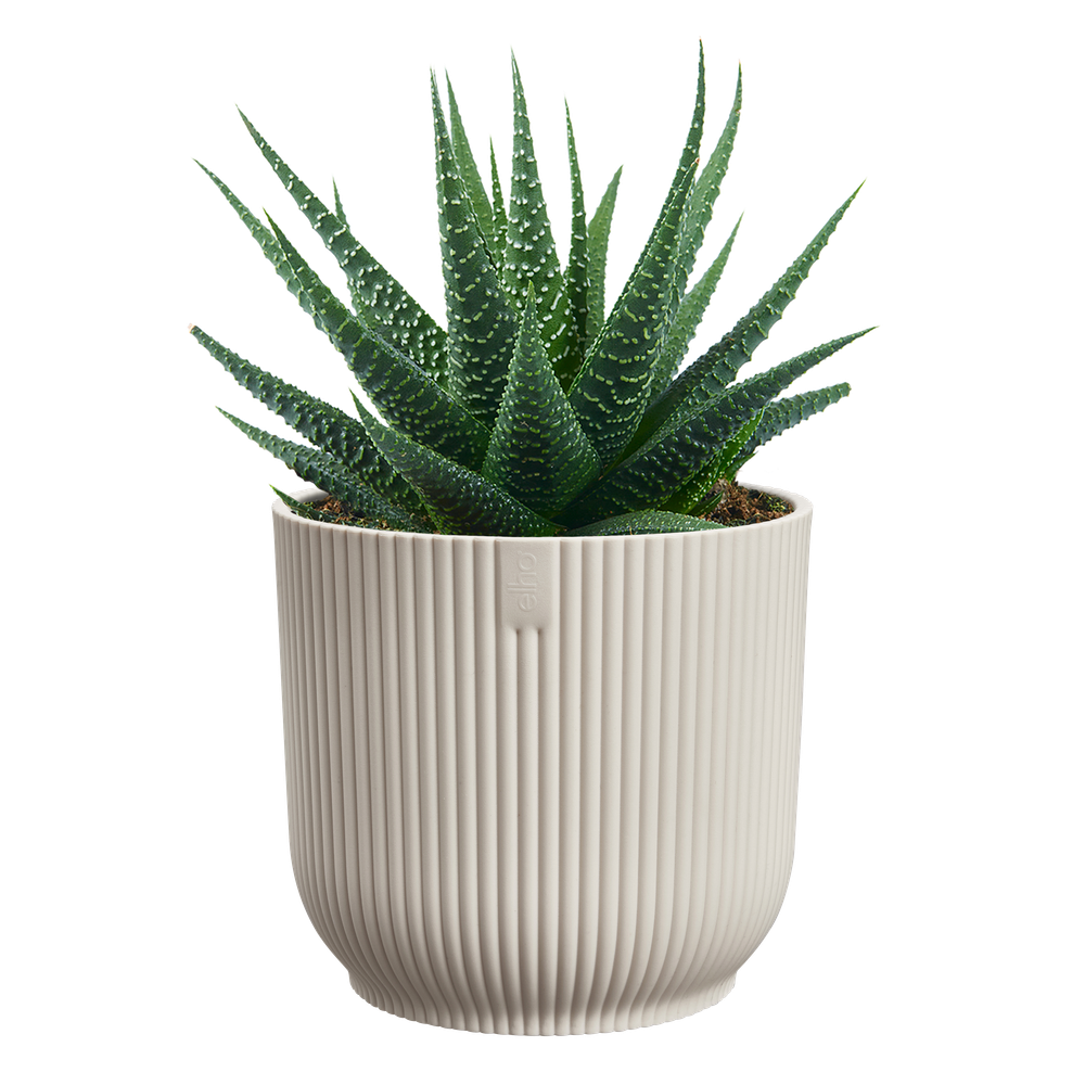 Vibes Fold Round Mini 11