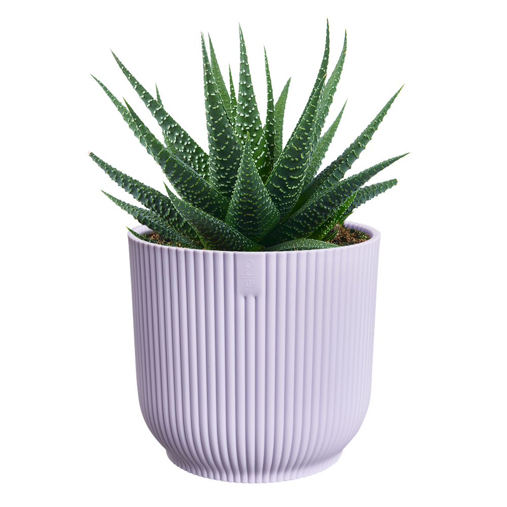 Vibes Fold Round Mini 7