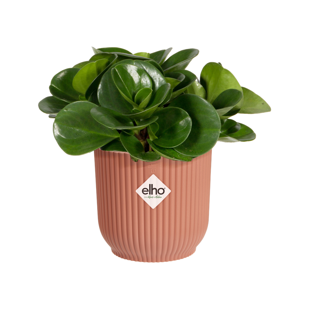 Vibes Fold Round Mini 11