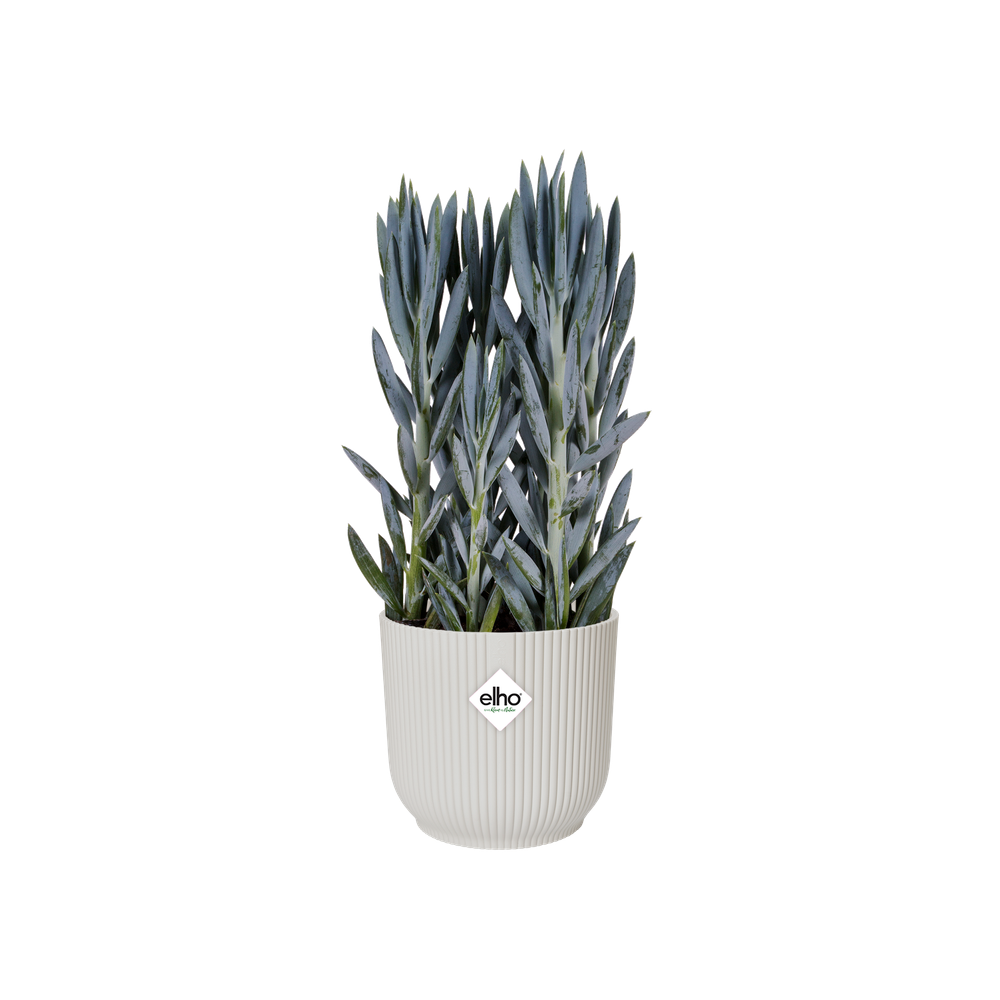 Vibes Fold Round Wheels 35