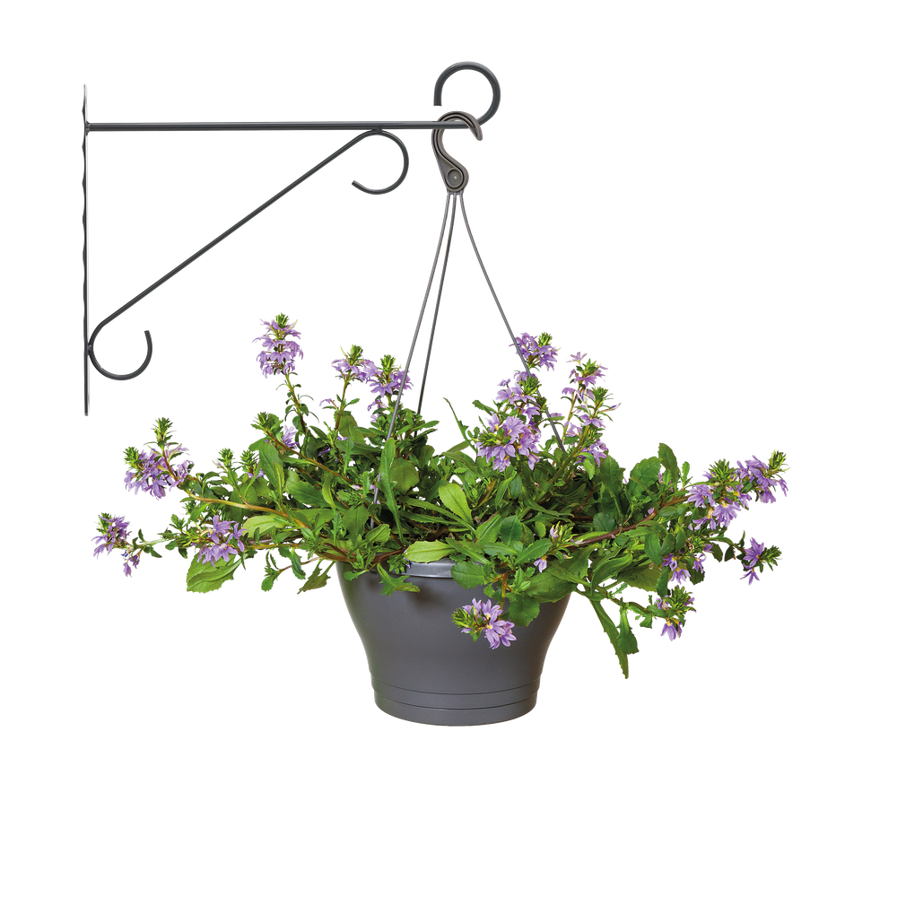 Wall Hook Elegance 30